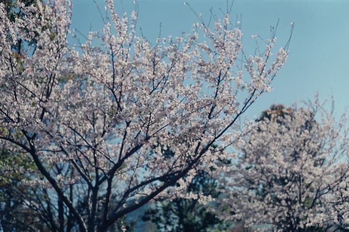 青空に広がる桜