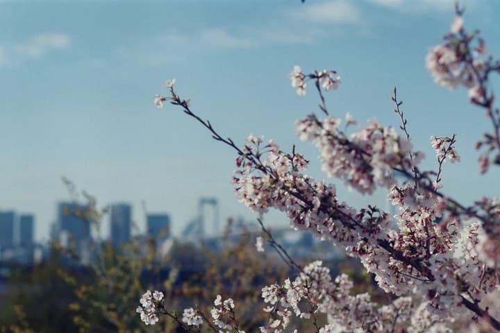 水辺の桜と遠くの街
