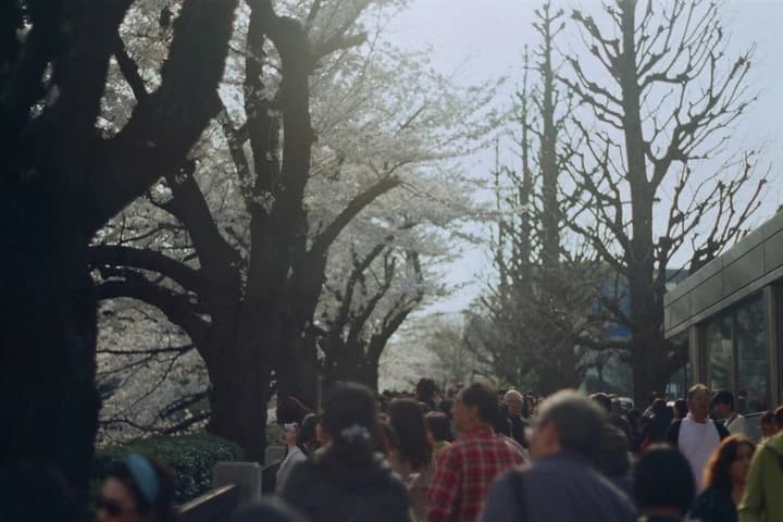 並木の下に集まる人たち