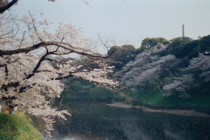 水辺に伸びる桜の枝