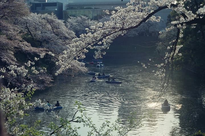 桜の下の水面と小舟