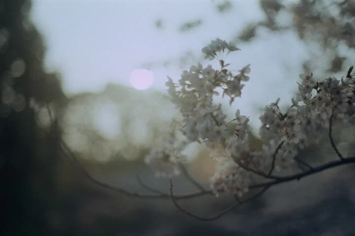 柔らかく写った桜の枝