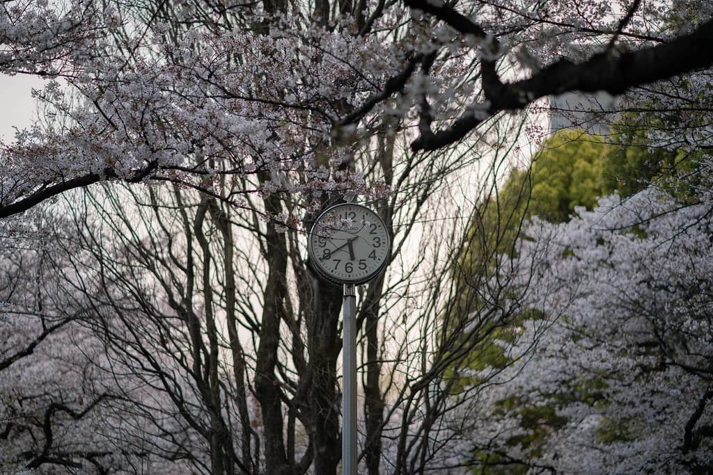 花の枝の下の時計