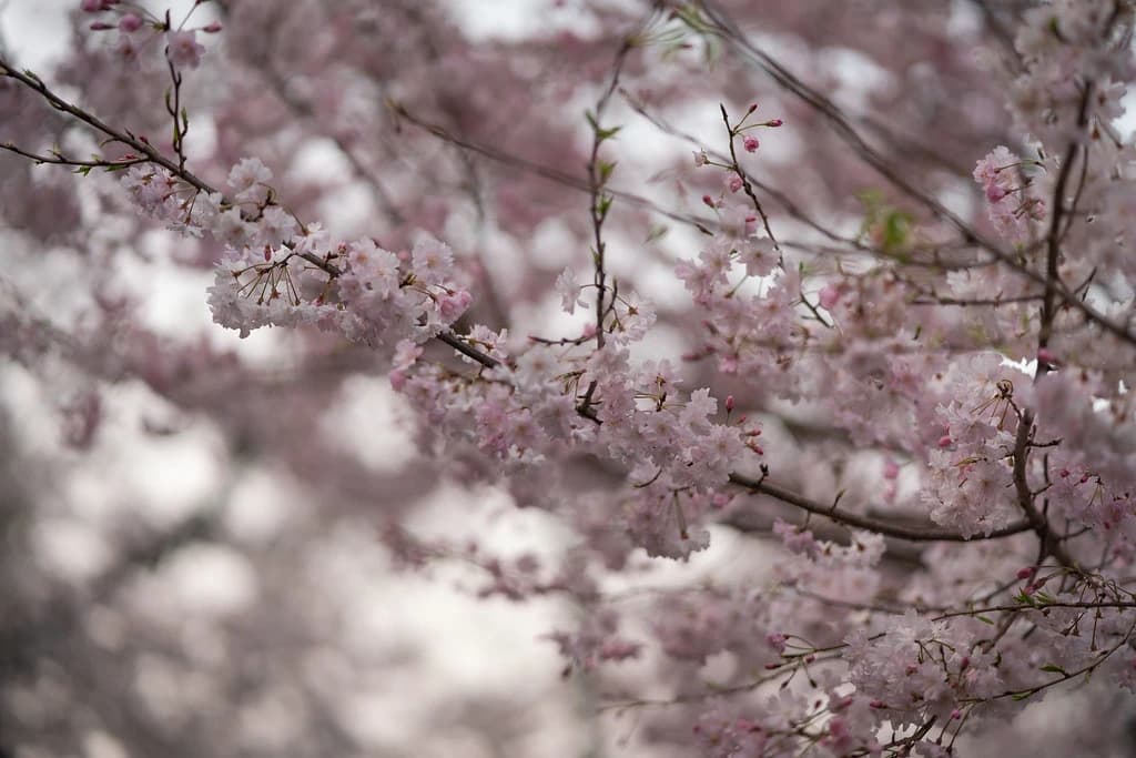 淡い色の桜の花