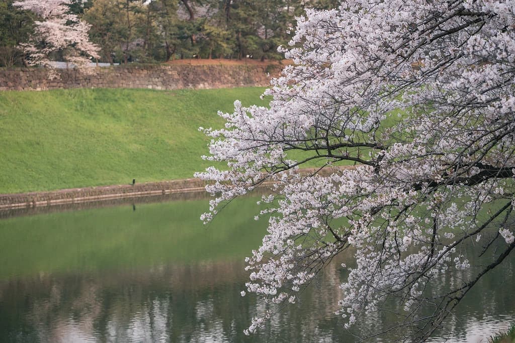 水辺に張り出す桜