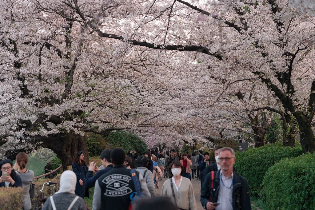 桜の枝の下の人波