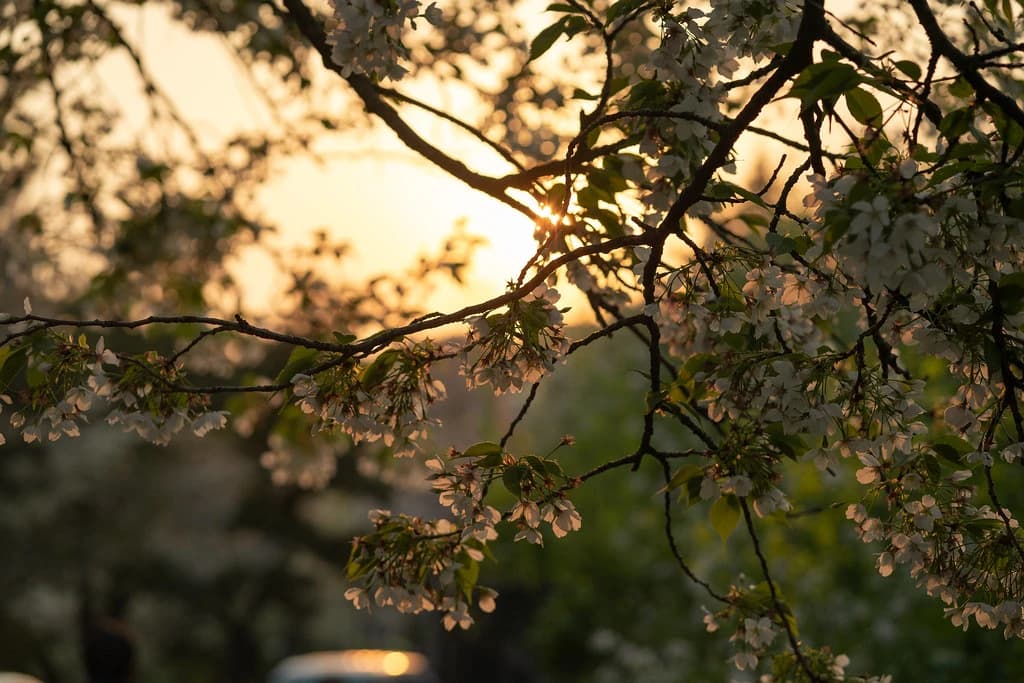 夕日に透ける花と葉