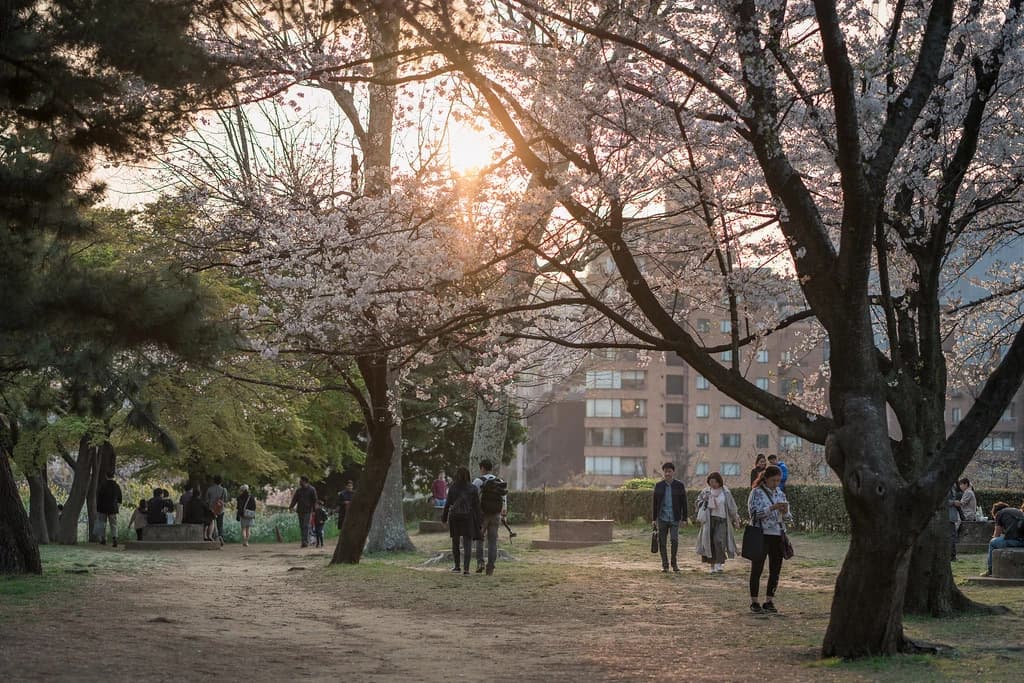夕日の公園と大きな木
