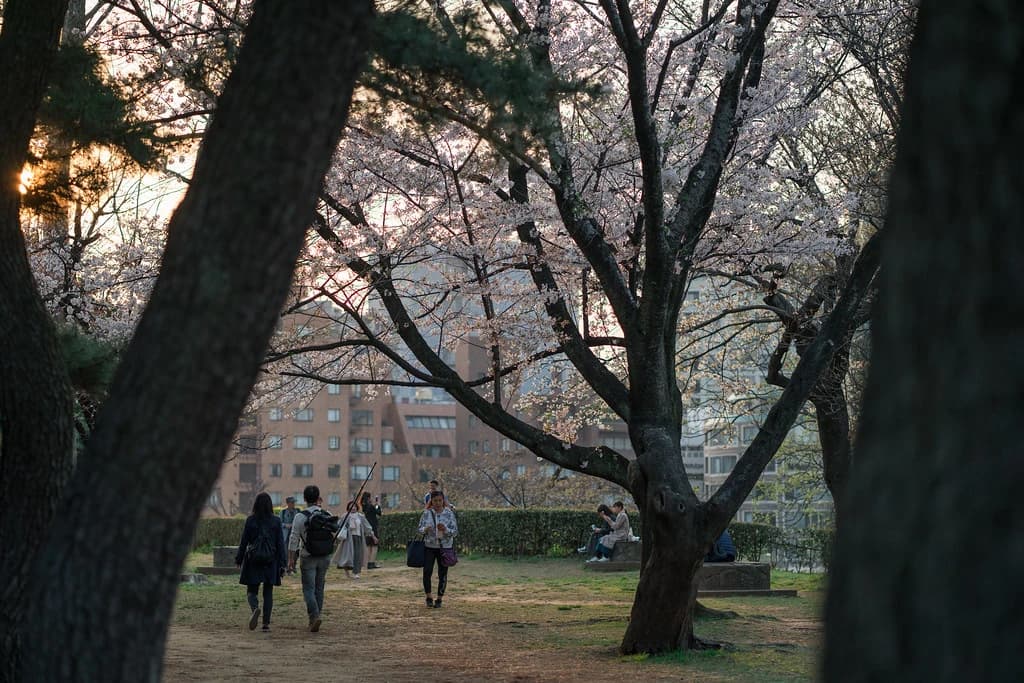 木々の間に見える公園